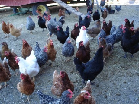 chickens